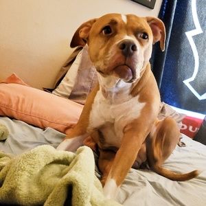 Meet your Posher, Clyde